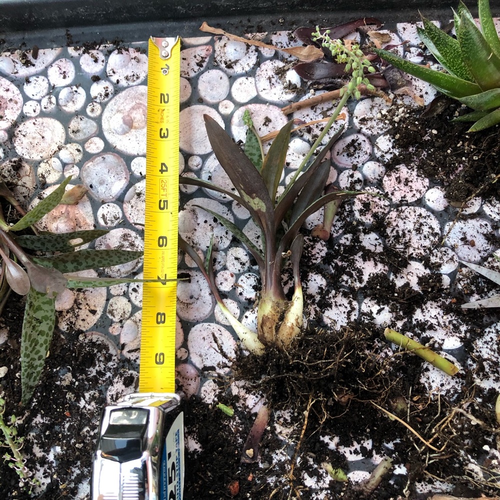 Succulents - Picture 3 of 8